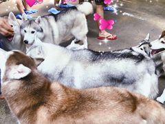 -TrueLove @ Neverland (Husky Cafe)