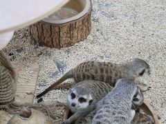 -海合安武汉极地海洋公园