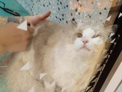 -小呆的宠物店·宠物售卖·宠物寄养(城西店)