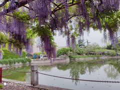 -嘉定紫藤园