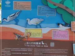 -华侨城湿地公园