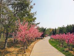 -大兴滨河森林公园