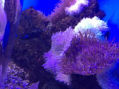 -芜湖新华联大白鲸海洋公园