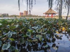 -济南大明湖景区