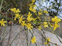 -青岛大学路小学