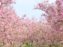 -天适樱花悠乐园