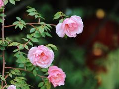 -鹅湖玫瑰文化园