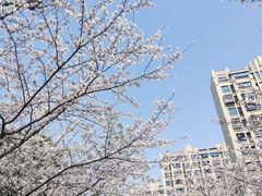 -高东镇樱花园