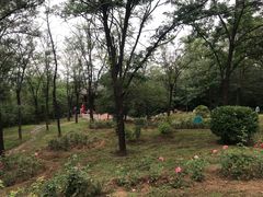 -云岗森林公园