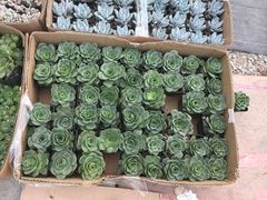 -龙大花卉苗木市场