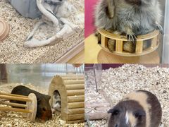 -猪盟咖啡店(玖洲道店)