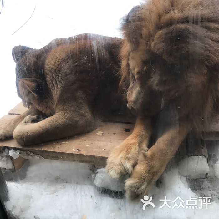 旭山動物園圖片-北京動物園-大眾點評網