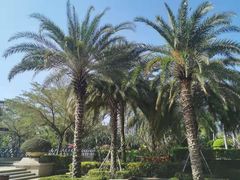 -三亚凤凰水城凯莱度假酒店