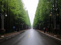 -日照海滨国家森林公园