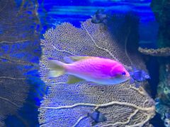 -上海海洋水族馆