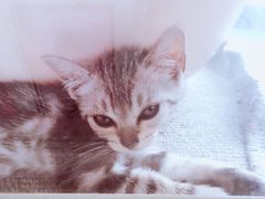 -吉丁鸟咖·异宠·寄养
