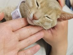 -欣宠猫屋·矮脚拿破仑·蓝金金渐层