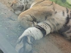 -西霞口神雕山野生动物世界