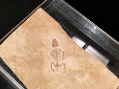 -正佳自然科学博物馆