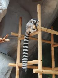 -Zoolung Zoolung动物主题公园(海信广场店)