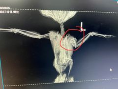 -瑞派·关忠动物医院·异宠专科·犬猫肿瘤·皮肤专科(望京店)