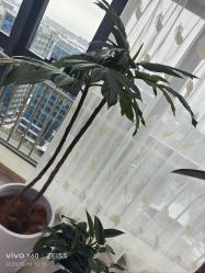-HEYAN荷妍专业脱毛连锁机构