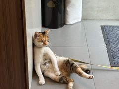 -Again Coffee Roaster(香蜜湖店)