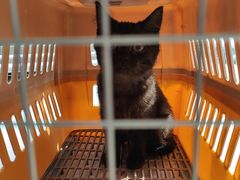 -艾贝尔宠物医院 ·内科全科(梁溪路店)