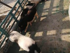 -灵玲国际马戏城