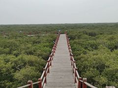 -北海金海湾红树林生态旅游区