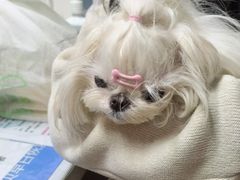 -北京派仕佳德动物医院·超导核磁·CT·神经科·骨科·内外科·急重症管理中心