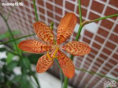 -小洲村