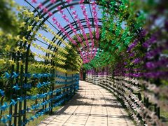 -杭州湾海上花田景区