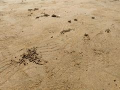-日照海滨国家森林公园