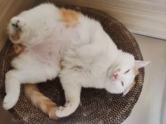-纳吉亚猫专科动物医院(康都外科中心)