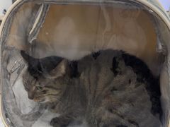 -佳雯宠物医院·皮肤科·内外科(春晓路分院)