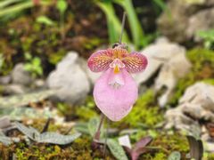 -国家植物园南园