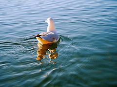 -丽江泸沽湖景区