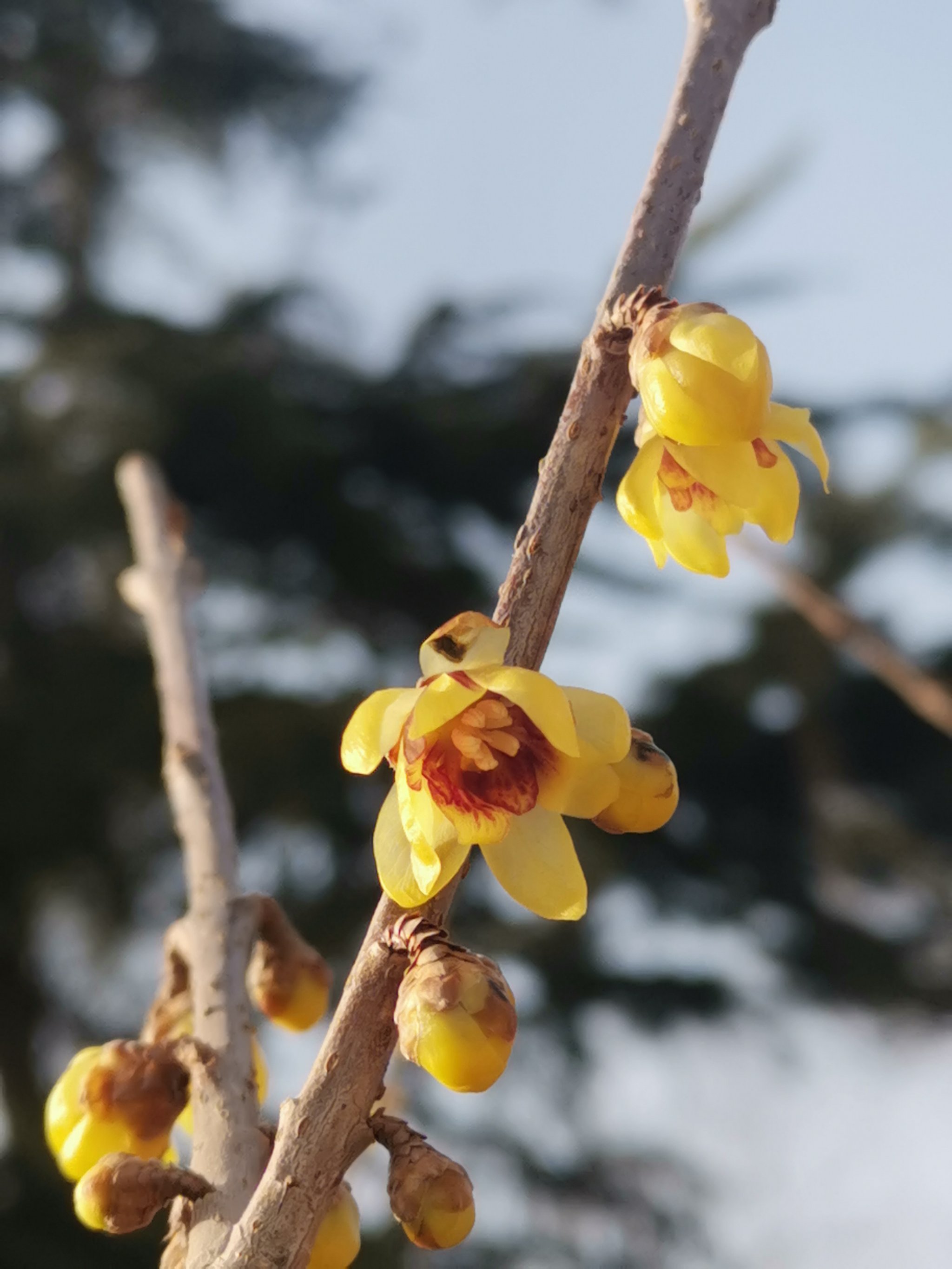 腊梅花长什么样子图片