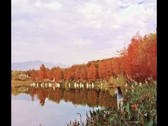 -飞来湖湿地公园