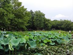 -西溪国家湿地公园