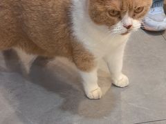 -伟伟宠物医院·CT影像中心·瑞派犬猫综合性门诊(汉口总院)