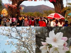 -天适樱花悠乐园