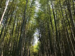 -石塘人家