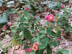 -合肥滨湖国家森林公园