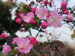 -苏州上方山国家森林公园