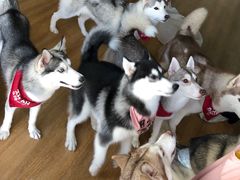 -Husky Go! 哈士奇体验馆·宠物咖啡厅狗咖