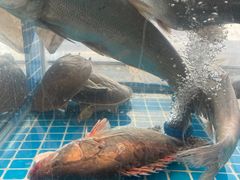 -老头儿油爆虾(胜利河美食街店)
