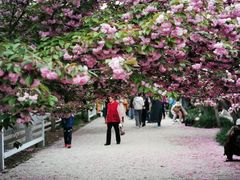 -莱阳濯村樱花园