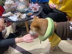 -逗柴咖啡屋·狗咖猫咖宠物桌游